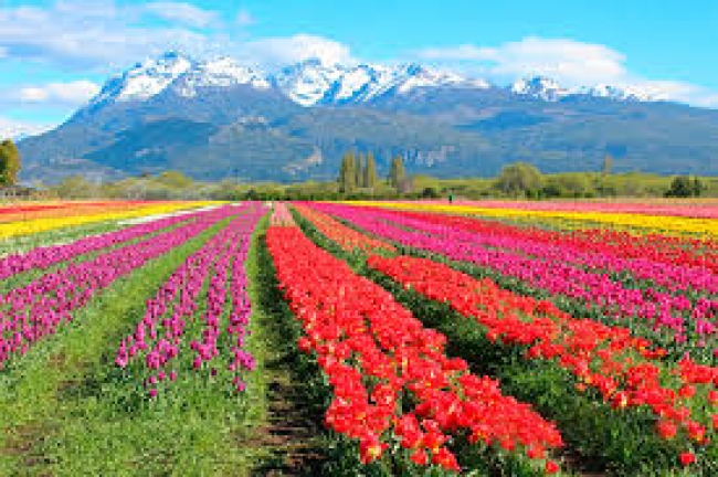 BARILOCHE CON VISITA A CAMPO DE TULIPANES