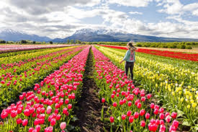 BARILOCHE CON VISITA A CAMPO DE TULIPANES