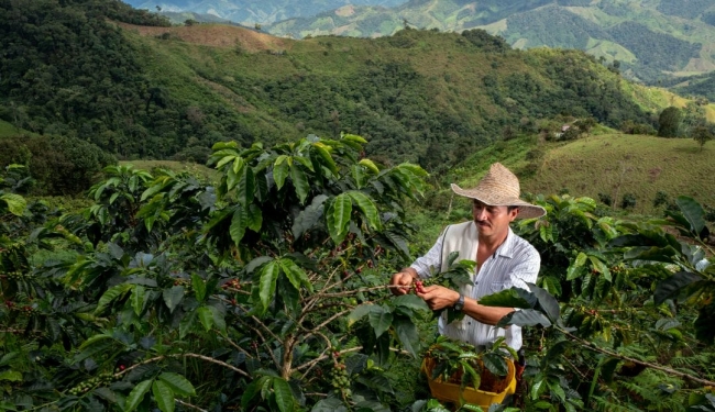 La Ruta del Caf� y Cartagena