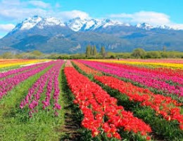 BARILOCHE CON VISITA A CAMPO DE TULIPANES