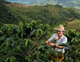 La Ruta del Caf� y Cartagena